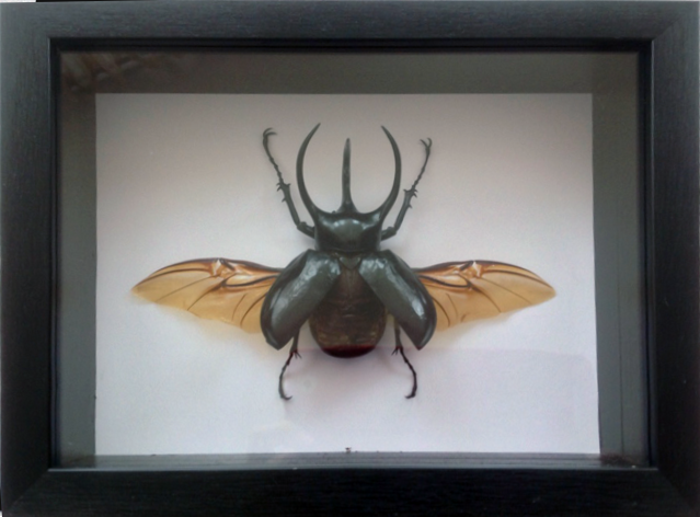 Chalcosoma caucasus 
