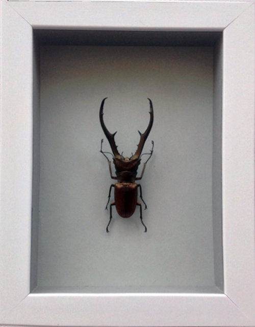 Cyclommatus metallifer