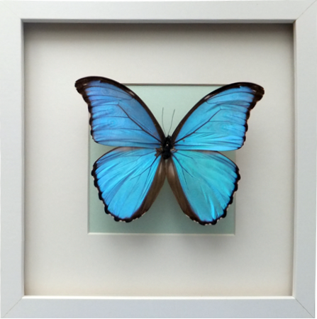 Morpho godarti