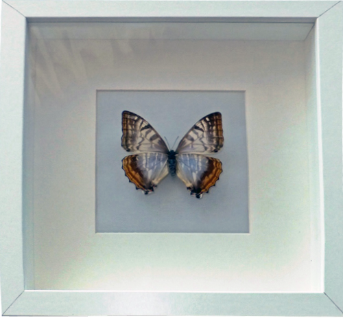 Morpho sulkowskyi 