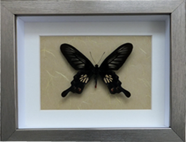 Pachliopta polyphontes 