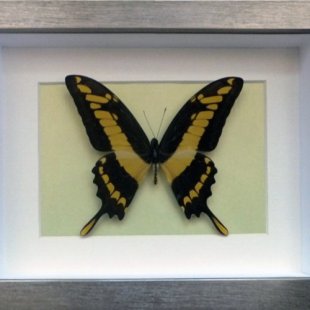 Papilio thoas cinyras