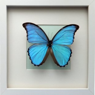 Morpho godarti assarpai