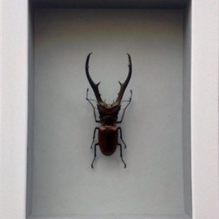 Cyclommatus metallifer