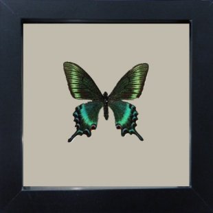 Papilio maackii 