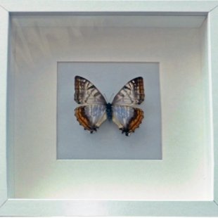Morpho sulkowskyi 