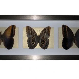 Коллаж из бабочек "Caligo"