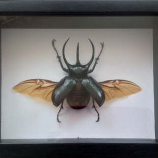 Chalcosoma caucasus