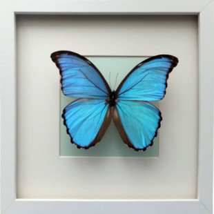 Morpho godarti assarpai 