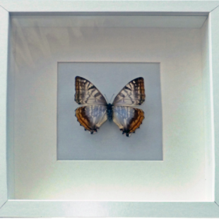 Morpho sulkowskyi