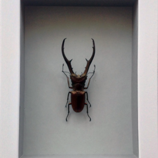 Cyclommatus metallifer