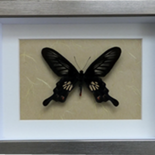 Pachliopta polyphontes sejanus