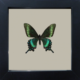 Papilio maackii